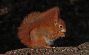 TONY HOWES - RED SQUIRREL